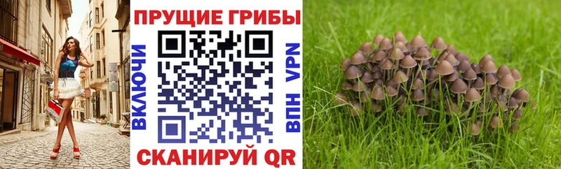 купить  цена  Калязин  omg рабочий сайт  Галлюциногенные грибы Psilocybine cubensis 